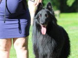 Un chien adulte Berger Belge Groenendael pour saillie (LOF)