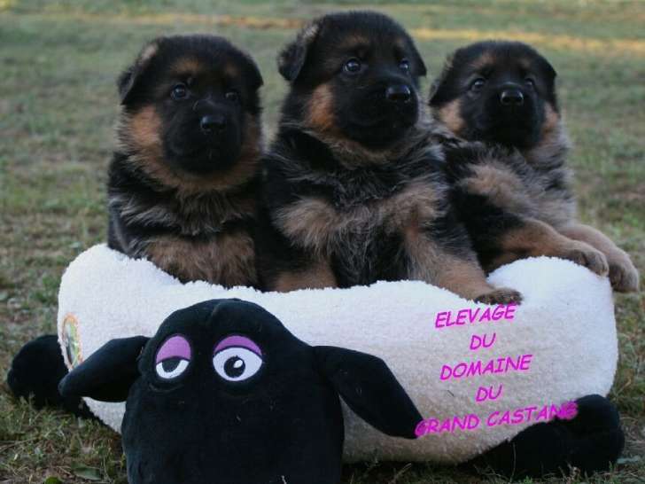 À réserver 3 chiots Bergers Allemands (LOF)