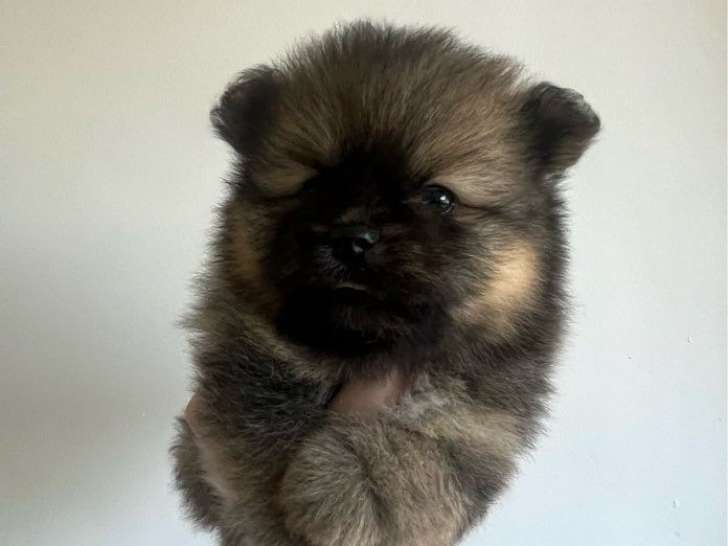 2 chiots Spitz Allemands mâles à réserver (LOF)