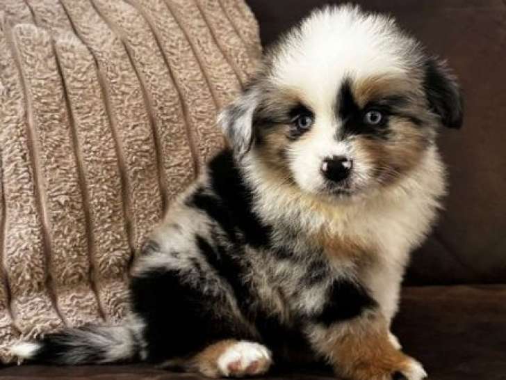 Disponibles à l’achat 4 chiots Bergers Américains Miniatures (LOF)