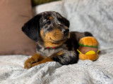 À vendre des chiots Beaucerons (LOF)