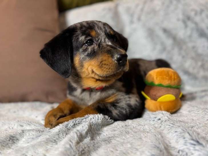 À vendre des chiots Beaucerons (LOF)