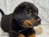 À vendre des chiots Beaucerons (LOF)
