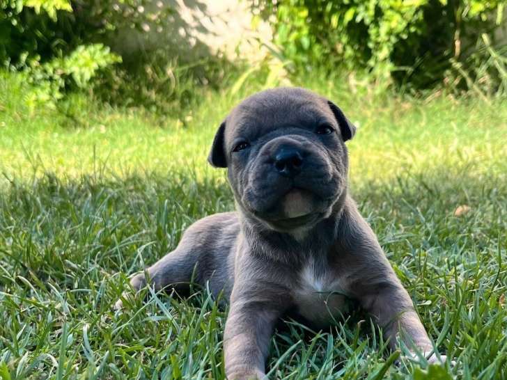 6 chiots American Staffordshire Terrier disponibles à la réservation (LOF)