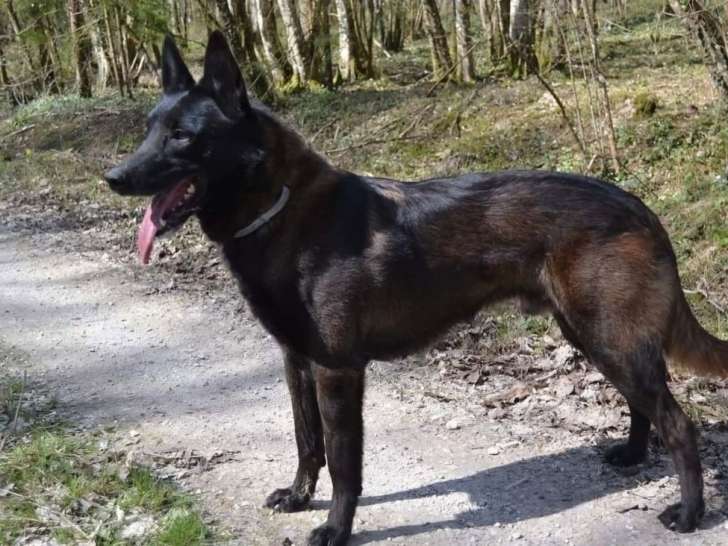 Un chien adulte Berger Belge Malinois bringé à réserver (LOF)