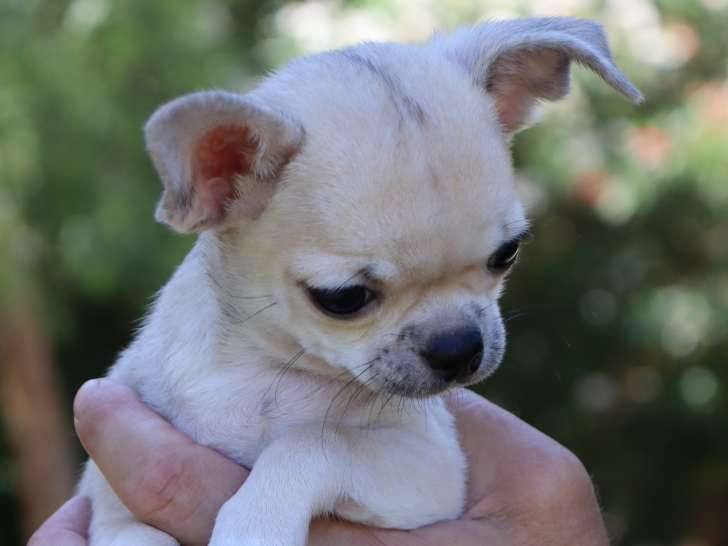 Superbe mâle Chihuahua à poil court LOF à vendre