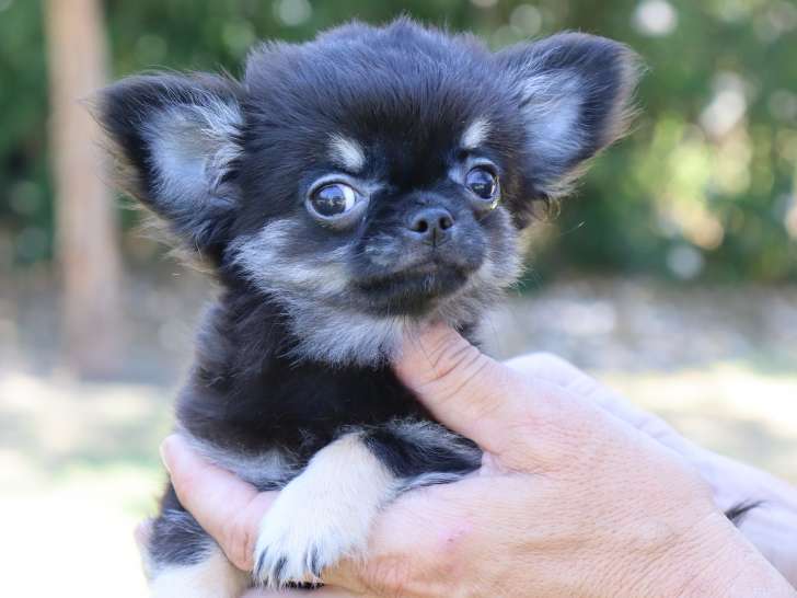 Très beau Chiot Chihuahua à poil long LOF à vendre