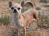 À vendre une chienne Chihuahua LOF à poil court d’un an