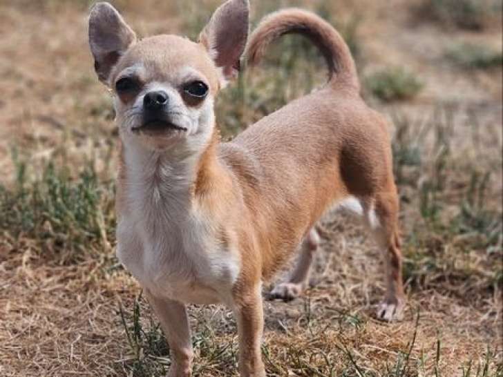 À vendre une chienne Chihuahua LOF à poil court d’un an