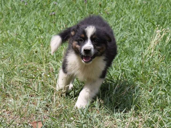 À vendre 1 chiot mâle Berger Australien tricolore (LOF)