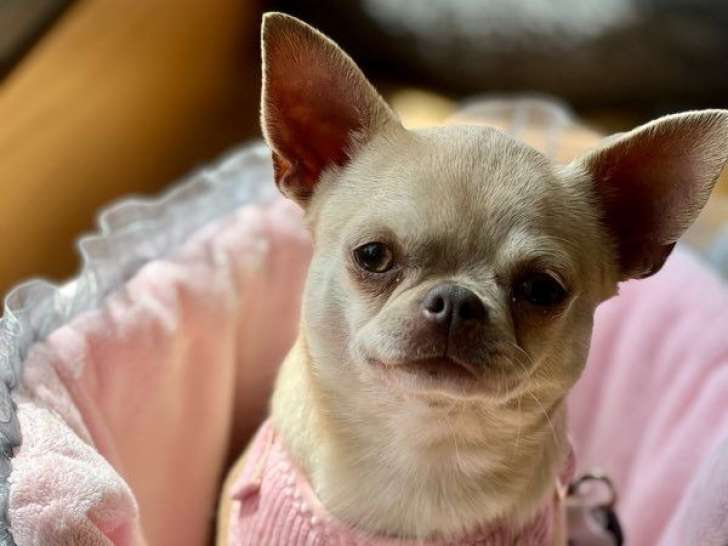 Disponible à l’achat une chienne Chihuahua de 2 ans (LOF)