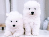 Chiots Samoyède LOF de type ourson à vendre