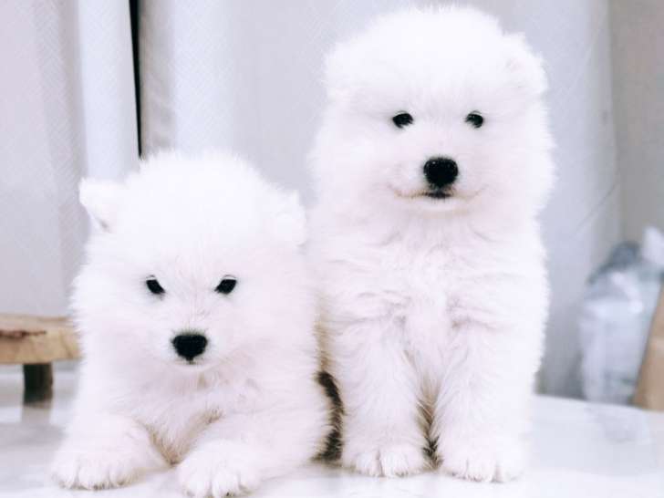 Chiots Samoyède LOF de type ourson à vendre