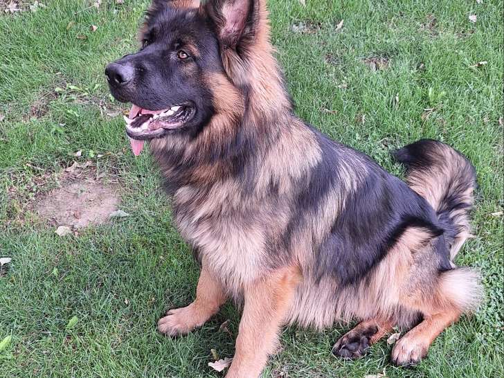 Jeune chien Altdeutscher Schäferhund mâle à vendre