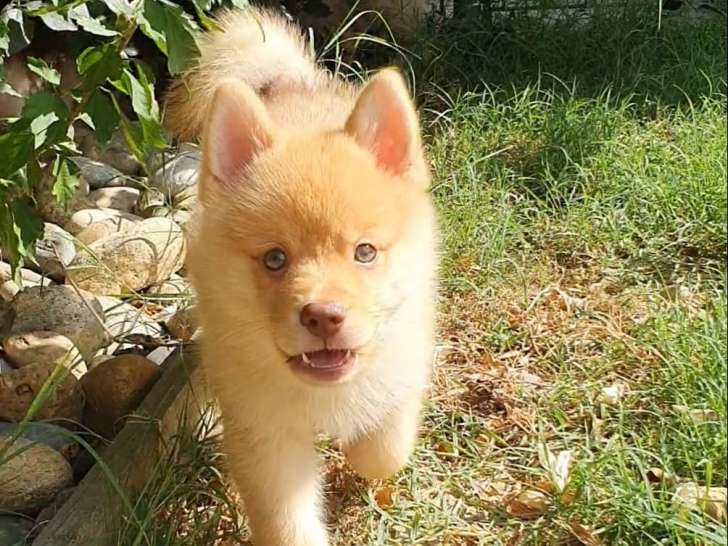 Azur, mâle de type Pomsky chocolat au poil polaire à vendre