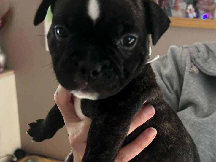 3 chiots American Bully disponibles en septembre 2025