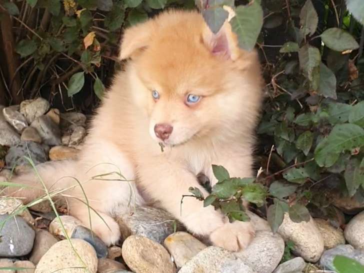 Awaï, mâle de type Pomsky merle chocolat à vendre