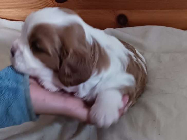 Chiots Cavalier King Charles LOF à vendre