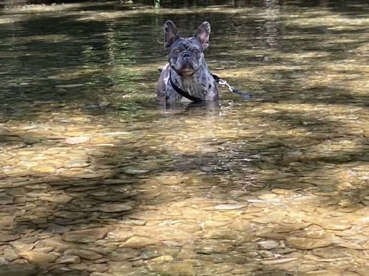 Rafal, mâle Bouledogue Français disponible pour saillie