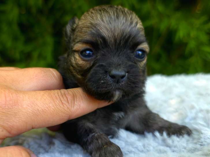 Magnifiques chiots mâles Chihuahua à vendre
