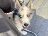 Chiots mâle de type Pomsky à vendre