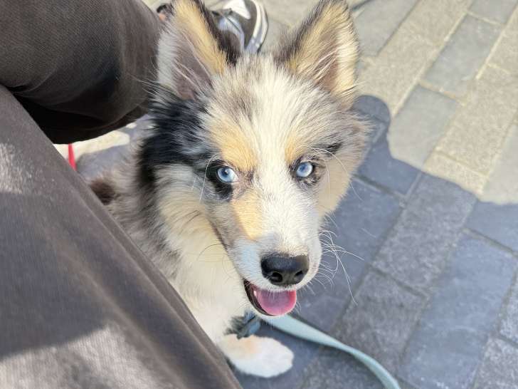 Chiots mâle de type Pomsky à vendre