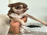 Chien adulte de type Chihuahua Mâle à vendre