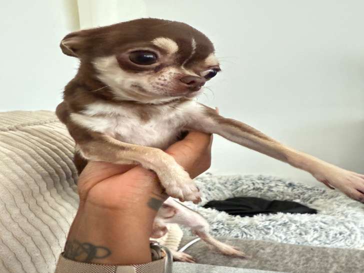 Chien adulte de type Chihuahua Mâle à vendre
