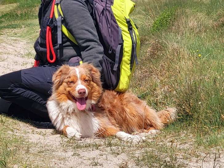 Chienne adulte de type Berger Australien à donner