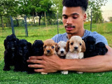 À réserver 2 chiots femelles Cockers Américains (LOF)