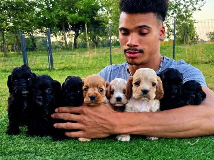 À réserver 2 chiots femelles Cockers Américains (LOF)