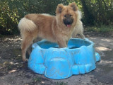 Un chiot mâle Eurasier disponible à la vente (LOF)