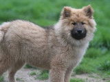Un chiot mâle Eurasier disponible à la vente (LOF)