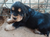 À réserver un chiot mâle Cocker Anglais (LOF)