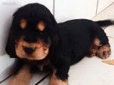 À réserver un chiot mâle Cocker Anglais (LOF)