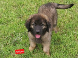 Disponibles à l’achat 4 chiots Leonberg (LOF)