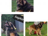 Disponibles à l’achat 4 chiots Leonberg (LOF)