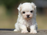 Un chiot femelle Bichon Maltais LOF disponible à l’achat