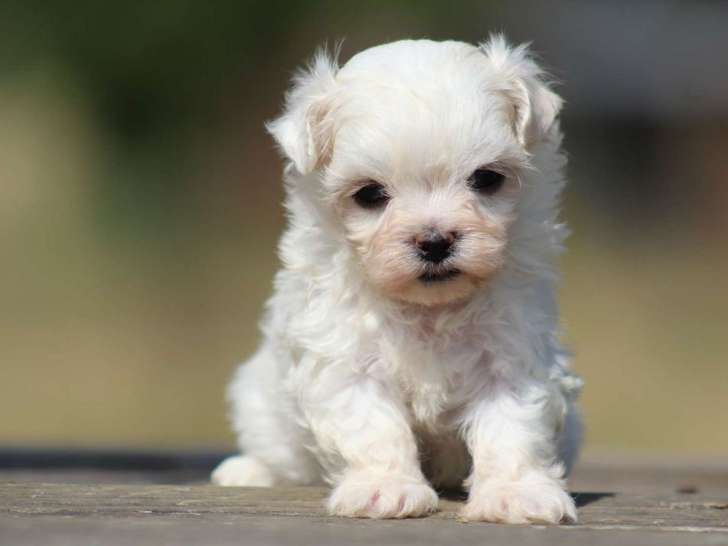 Un chiot femelle Bichon Maltais LOF disponible à l’achat