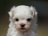 Un chiot femelle Bichon Maltais LOF disponible à l’achat