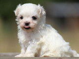 Un chiot femelle Bichon Maltais LOF disponible à l’achat