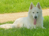 Un chien Berger Blanc Suisse LOF de 4 ans à vendre
