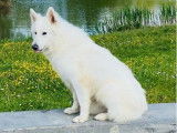 Un chien Berger Blanc Suisse LOF de 4 ans à vendre