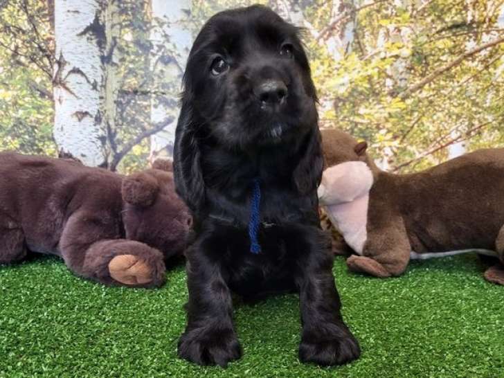 Un chiot femelle Cocker Anglais noire LOF à réserver