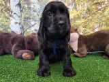 Un chiot femelle Cocker Anglais noire LOF à réserver