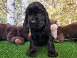 Un chiot femelle Cocker Anglais noire LOF à réserver