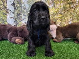 Un chiot femelle Cocker Anglais noire LOF à réserver