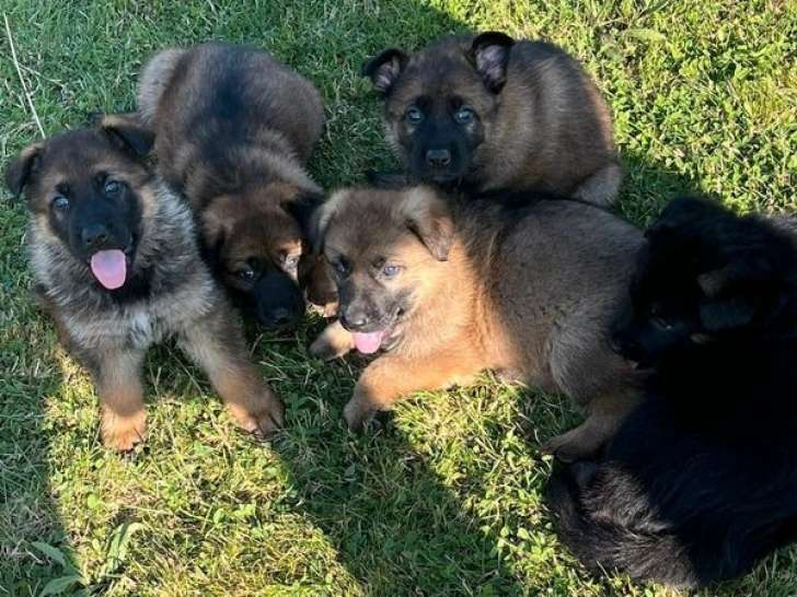 À vendre 2 chiots Bergers Allemands gris LOF