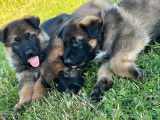 À vendre 2 chiots Bergers Allemands gris LOF