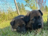 À vendre 2 chiots Bergers Allemands gris LOF